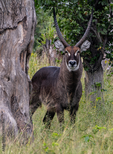 deer in the wild
