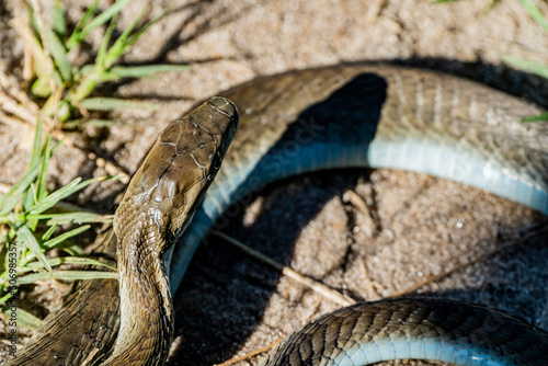 snake in the grass