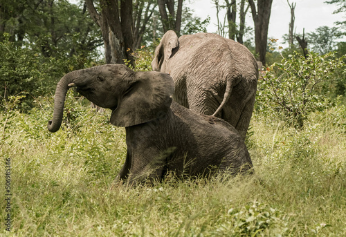 elephants in the zoo
