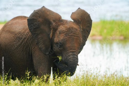 elephant in the grass