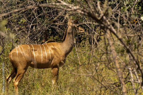 a pair of wildebeest