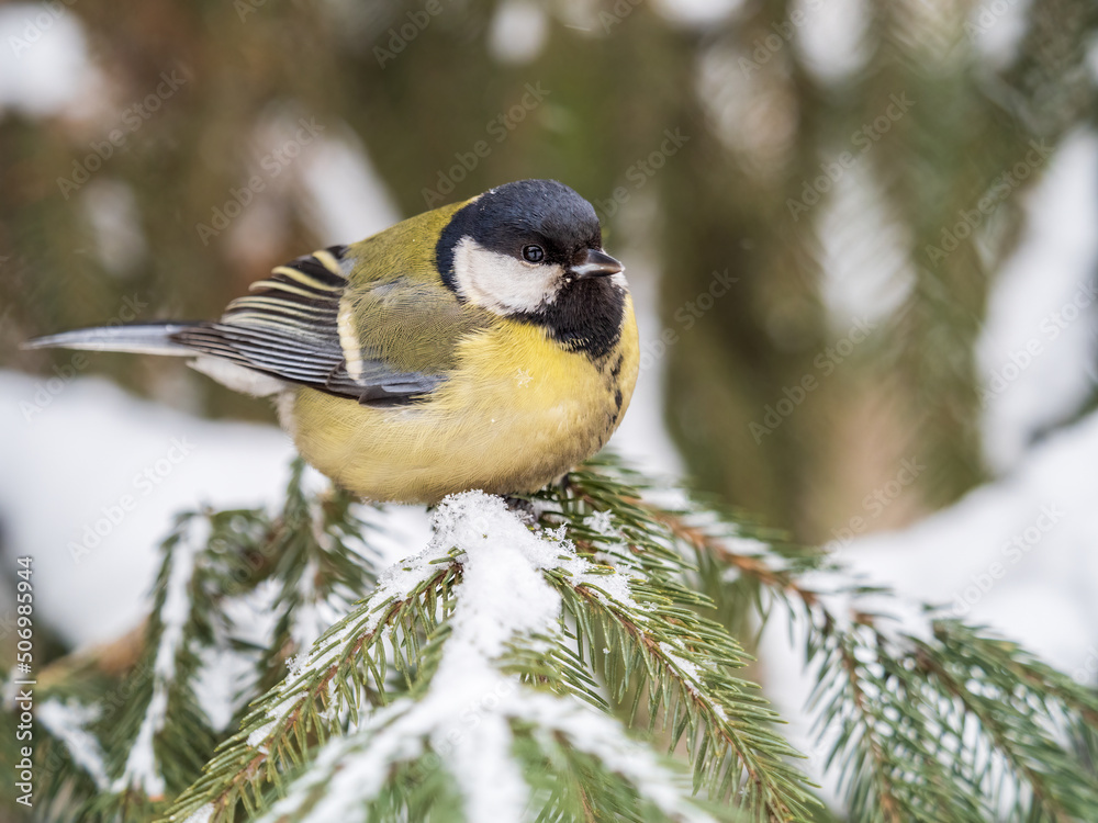 Obraz premium Cute bird Great tit, songbird sitting on the fir branch with snow in winter