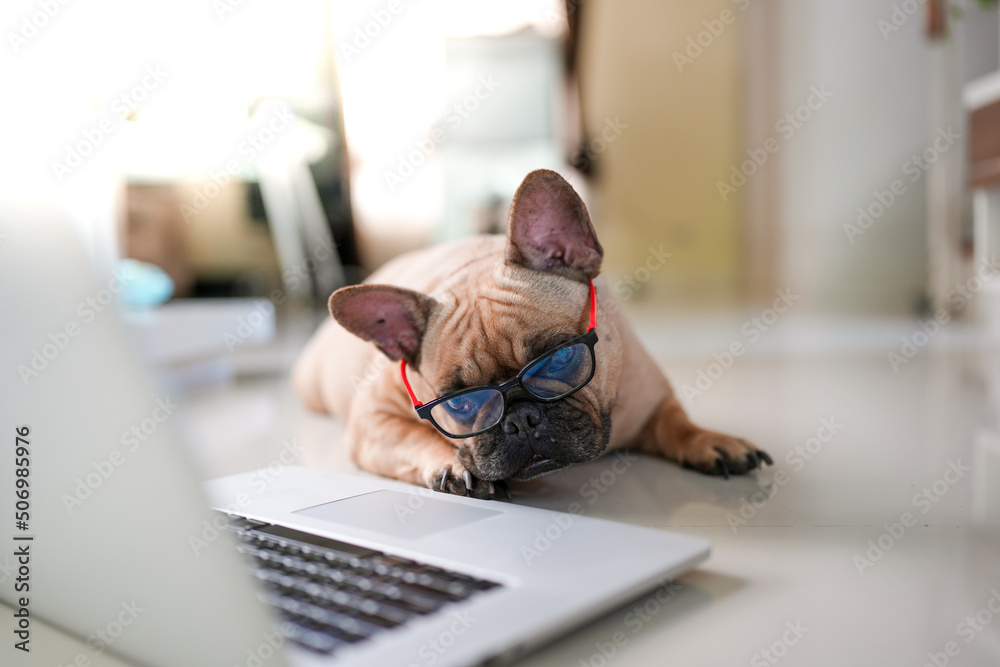Fototapeta premium Dog with laptop