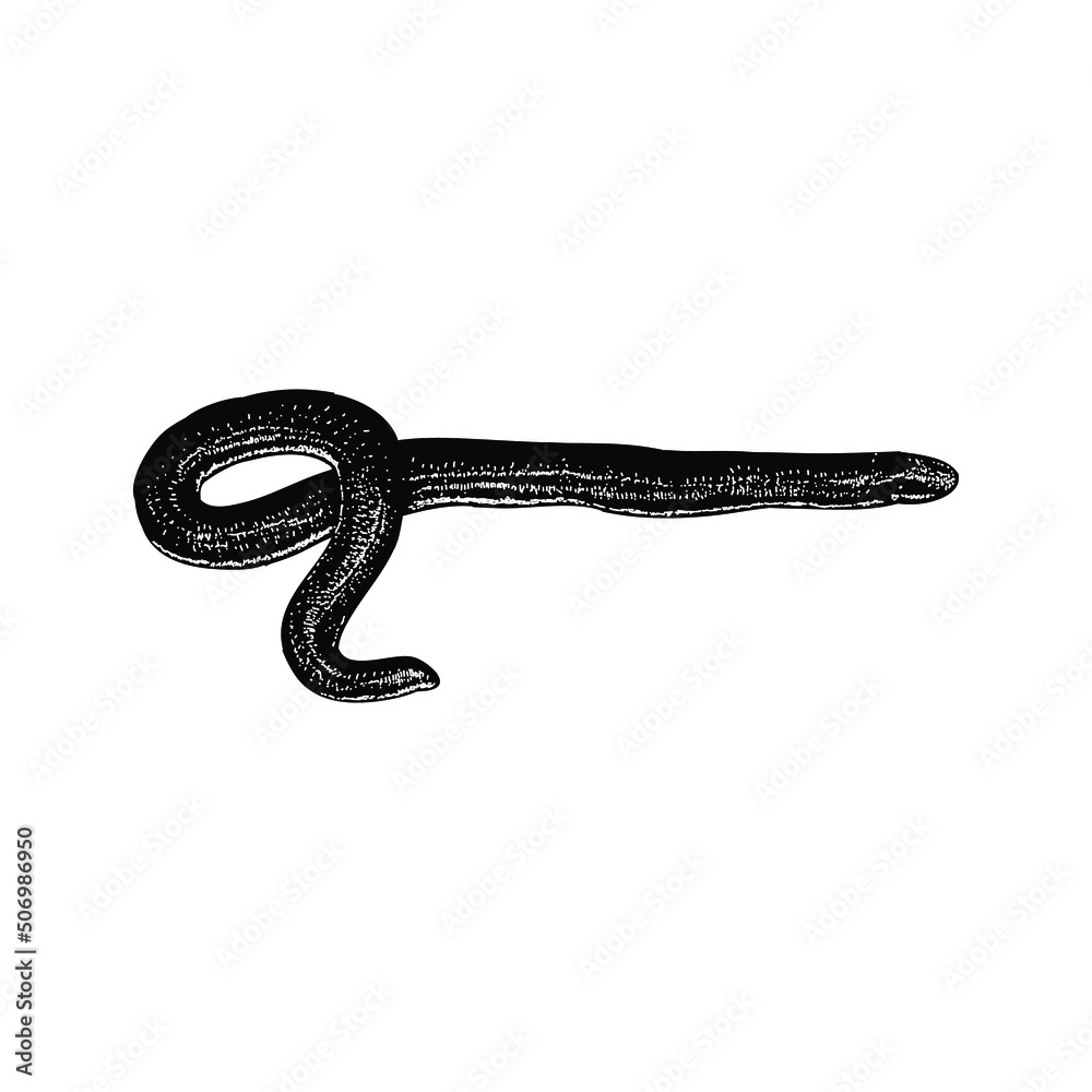 Fototapeta premium Caecilian illustration isolated on background