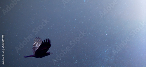 Surrealistic composition of a flying raven, Corvus corax, against a starry sky © Frank