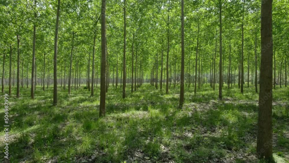 Flying through a tree cultivation. Inspiring clip with environmental and ecologic feelings - 03 Flying through a tree cultivation. Inspiring clip with environmental and ecologic feelings - 03