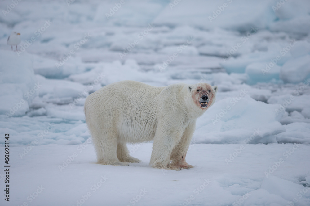 Polar Bear (Ursus maritimus) Spitsbergen North Ocean Polar Bear (Ursus maritimus) Spitsbergen North Ocean