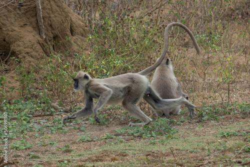 Eating langur. Closeup portrait of Tufted gray langur (Semnopithecus priam), also known as Madras gray langur, and Coromandel sacred langur