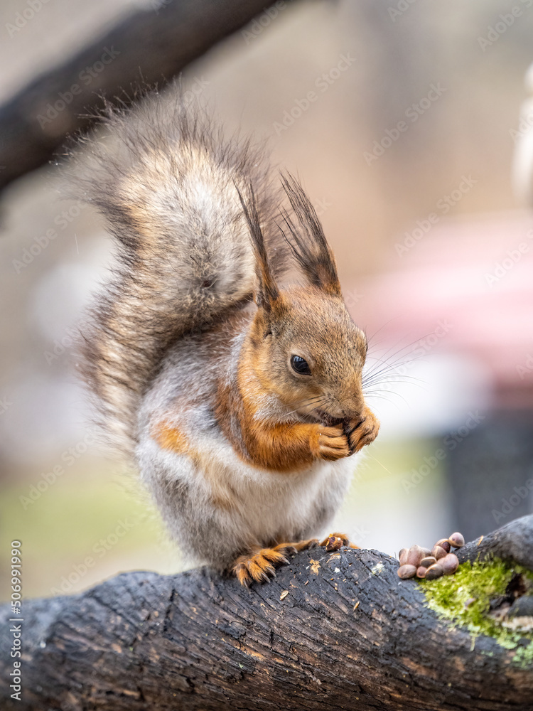 Fototapeta premium The squirrel with nut sits on a branches in the spring or summer.