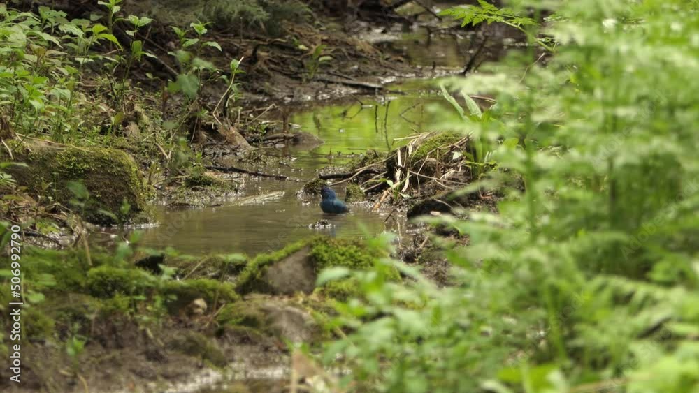 Indigo bunting bird taking dip in water on a hot day in the lap of nature. Indigo bunting bird taking dip in water on a hot day in the lap of nature.