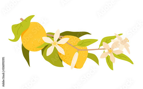 Lemon fruit hanging on branch with green leaves and flower blossom vector illustration. Cartoon botanical exotic foliage of tropical plant growing in Sicilian Mediterranean garden with lemon trees