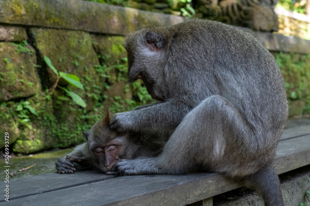 Crab-eating macaques (Macaca fascicularis lat.) at Monkey Forest in Ubud. Bali, Indonesia. Crab-eating macaques (Macaca fascicularis lat.) at Monkey Forest in Ubud. Bali, Indonesia.
