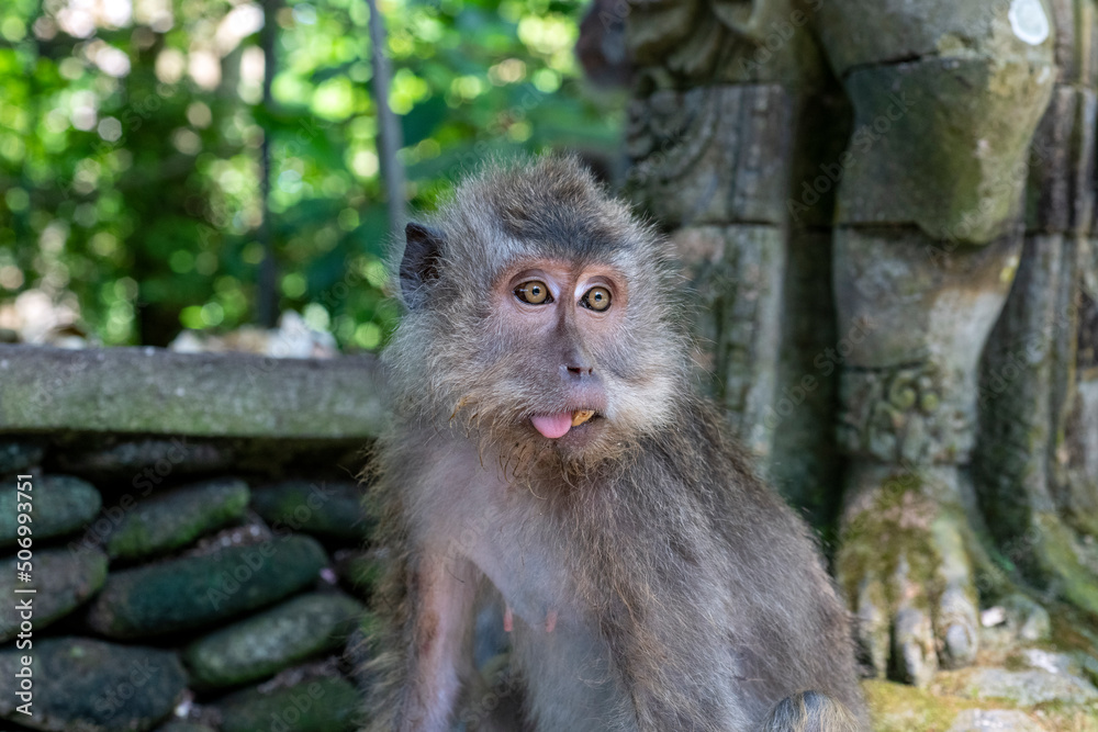 Crab-eating macaques (Macaca fascicularis lat.) at Monkey Forest in Ubud. Bali, Indonesia. Crab-eating macaques (Macaca fascicularis lat.) at Monkey Forest in Ubud. Bali, Indonesia.