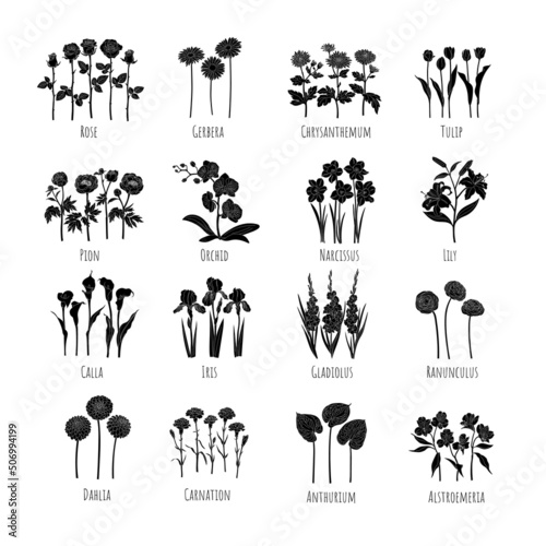Set of main flowers silhouettes with slotted line: Rose, Gerbera, Chrysanthemum, Tulip, Pion, Orchid, Narcissus, Lily, Calla, Iris, Gladiolus, Ranunculus, Dahlia, Carnation, Anthurium, Alstroemeria