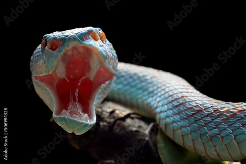 Blue viper snake closeup head, viper snake, blue insularis stretching his jaw photo