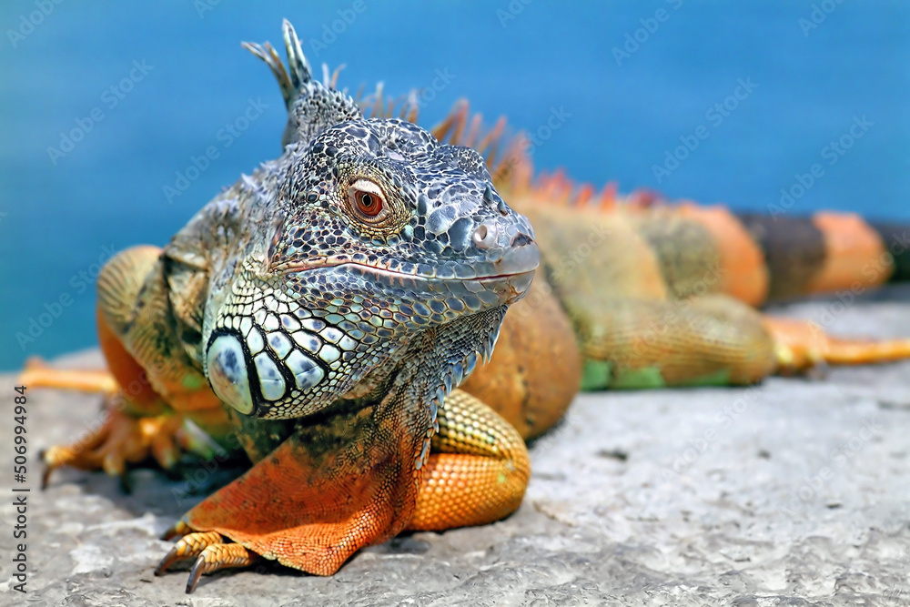 Fototapeta premium Iguana.
