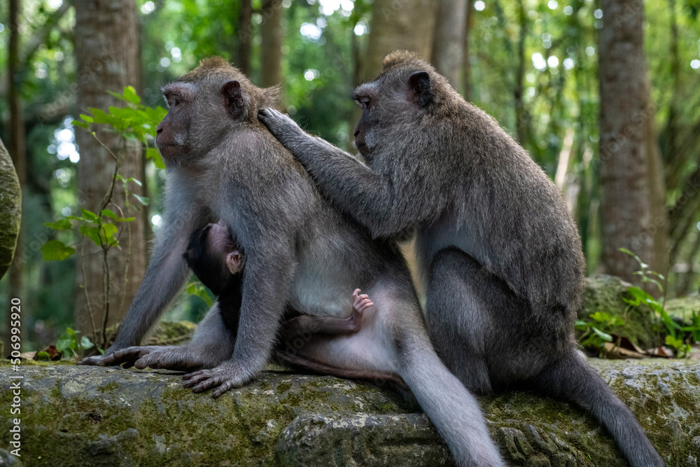 Crab-eating macaques (Macaca fascicularis lat.) at Monkey Forest in Ubud. Bali, Indonesia. Crab-eating macaques (Macaca fascicularis lat.) at Monkey Forest in Ubud. Bali, Indonesia.