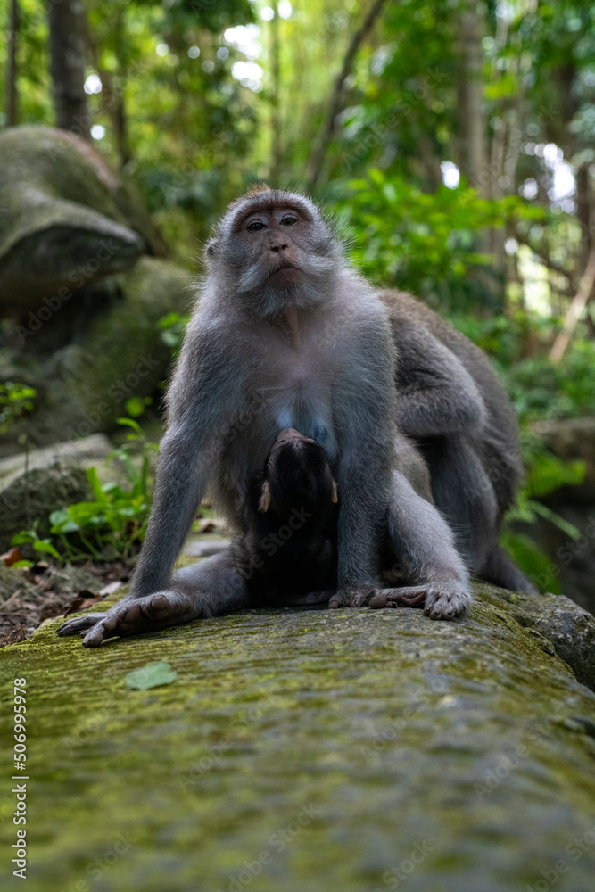 Crab-eating macaques (Macaca fascicularis lat.) at Monkey Forest in Ubud. Bali, Indonesia.