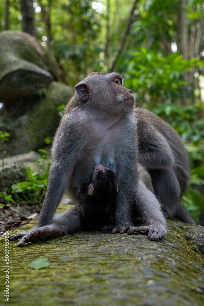 Crab-eating macaques (Macaca fascicularis lat.) at Monkey Forest in Ubud. Bali, Indonesia. Crab-eating macaques (Macaca fascicularis lat.) at Monkey Forest in Ubud. Bali, Indonesia.