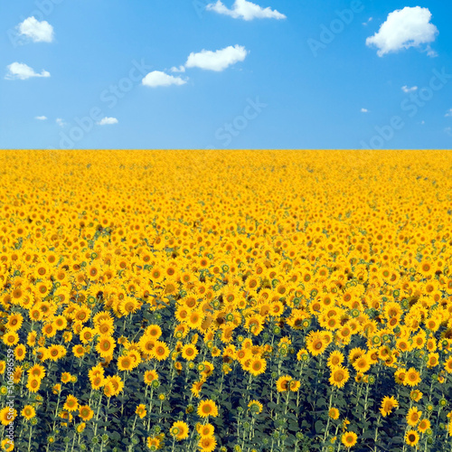 Sunflowers field. © alexfiodorov