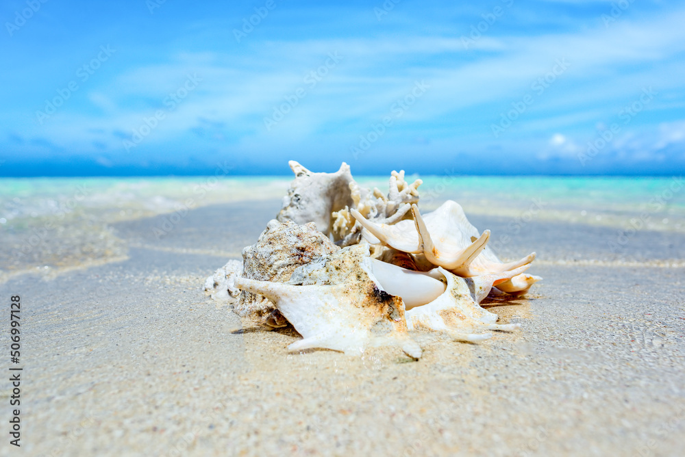 Underwater shells on the sand on the shore of the Indian Ocean. Maldives. Underwater shells on the sand on the shore of the Indian Ocean. Maldives.