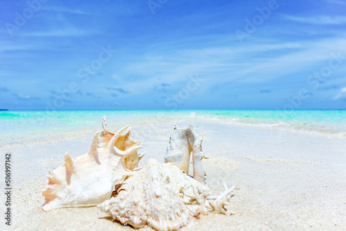 Underwater shells on the sand on the shore of the Indian Ocean. Maldives.