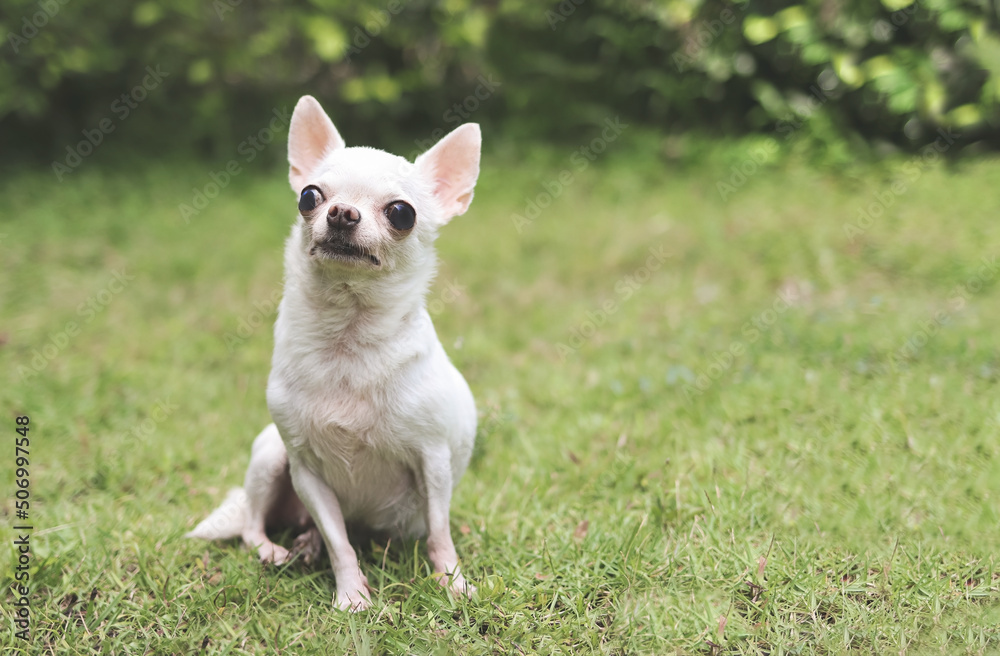 white short hair  Chihuahua dog sitting on green grass in the garden, smiling and looking at camera.