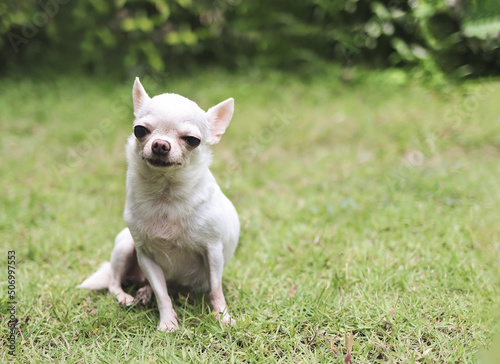 white short hair Chihuahua dog sitting on green grass in the garden, smiling and looking at camera.