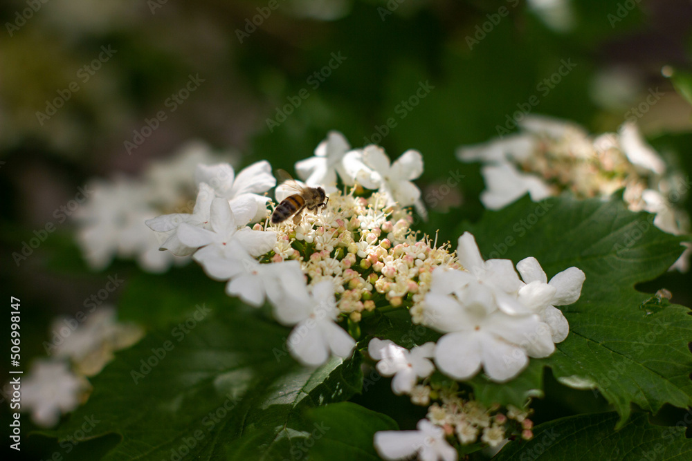Fototapeta premium flowers