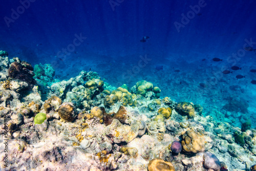 Fototapeta Naklejka Na Ścianę i Meble -  The magnificent underwater world of the Maldives.