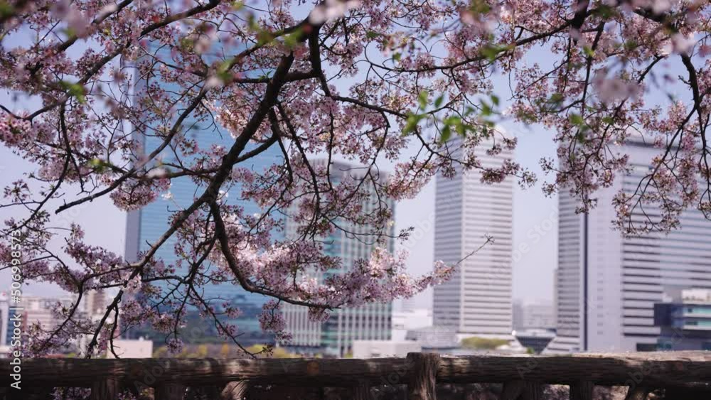Japanese cherry tree in bloom with the skyscrapers in the background Japanese cherry tree in bloom with the skyscrapers in the background