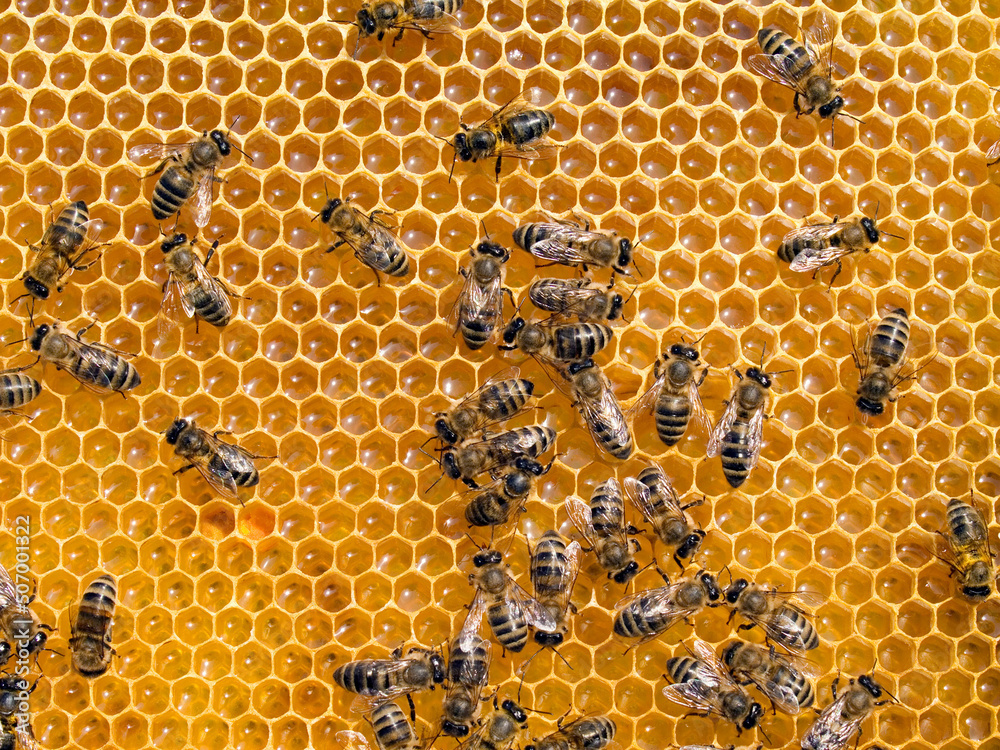 Bees. Bees.