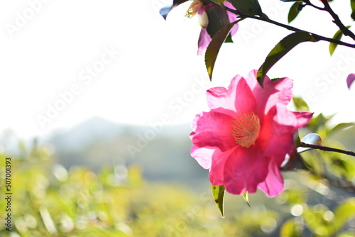 camellia