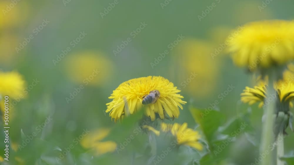 Honey bee gathering nectar on yellow dandelion flowers blooming on summer meadow in green sunny garden