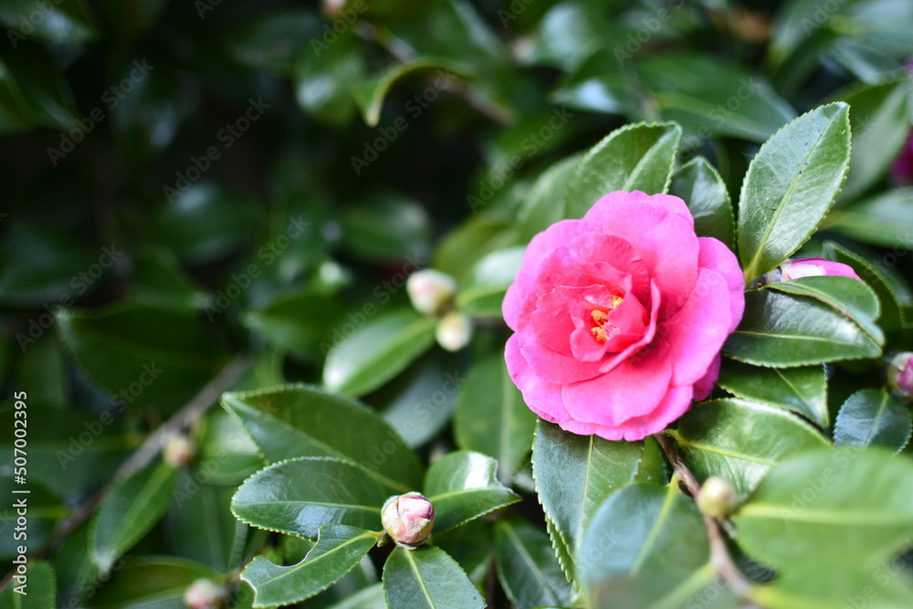 camellia