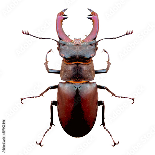Tela Beetle deer male closeup isolated on white background.