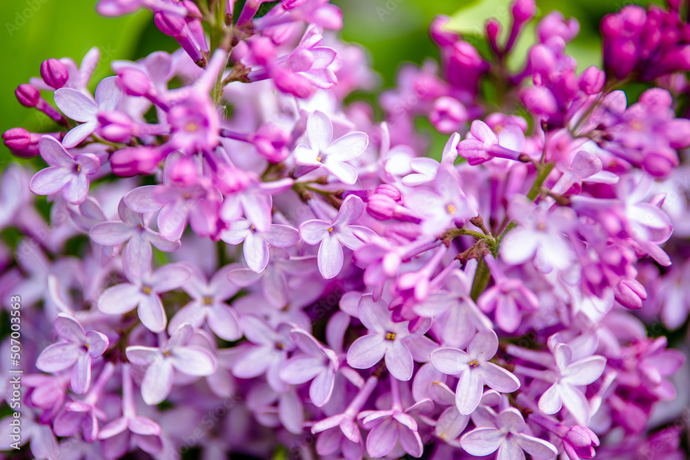 Pink lilac blooms in the Botanical garden
Pink lilac blooms in the Botanical garden