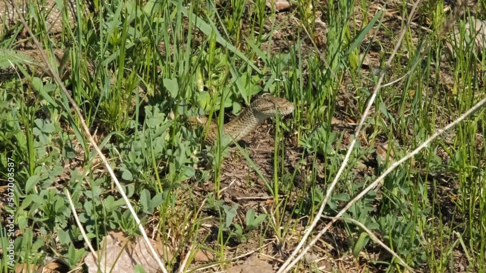 Closeup of viper snake hiding in a green grass. Toxic reptiles, wildlife and animals concept Closeup of viper snake hiding in a green grass. Toxic reptiles, wildlife and animals concept