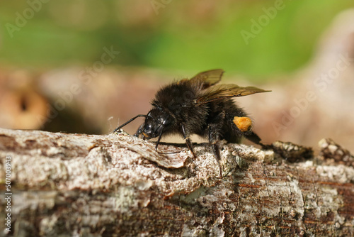 Closeup on a queens tree bumblebee, Bombus hypnorum, cleaingin itself after a cold rain © Henk