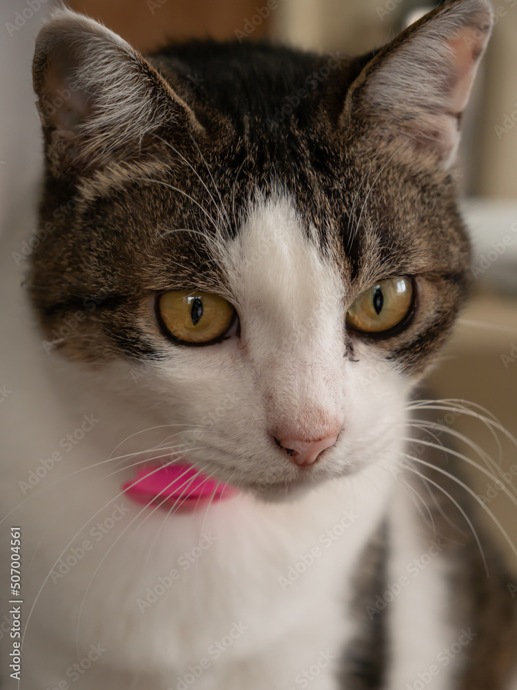 Fototapeta premium 下を見つめるキジ白柄の猫 