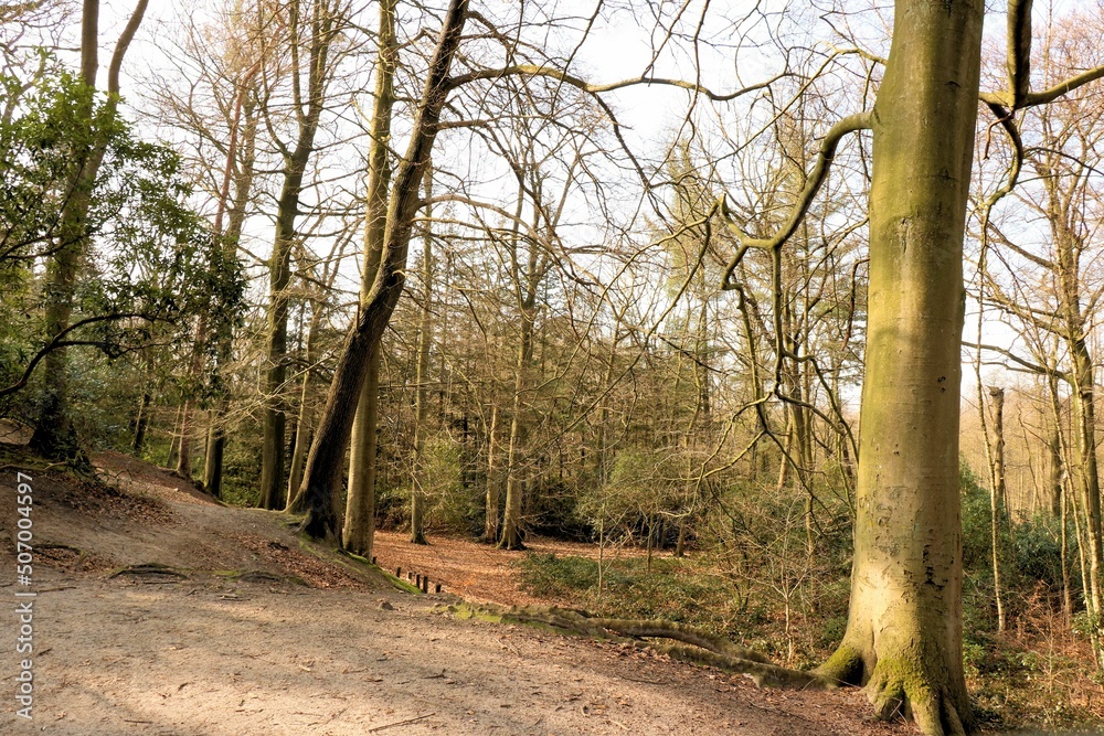 forrest of park De Mick, Brasschaat, Belgium forrest of park De Mick, Brasschaat, Belgium