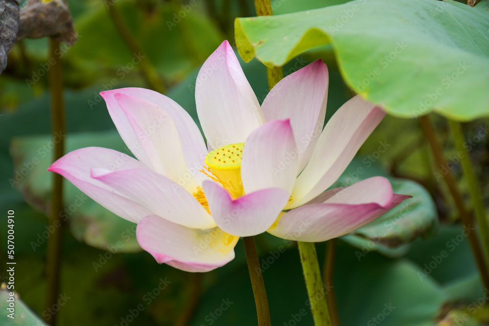 pink and yellow lotus blooming in water park bangkok Thailand pink and yellow lotus blooming in water park bangkok Thailand