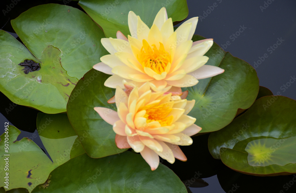 yellow beauty nature lotus blooming in garden park Thailand yellow beauty nature lotus blooming in garden park Thailand