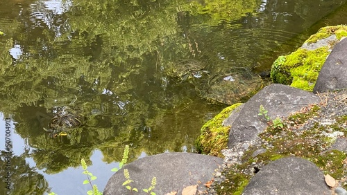 The turtles at the pond of Japanese shrine  worshipped as lucky charms of the district  old town of Tokyo    Nezu Shrine    year 2022 May 20th