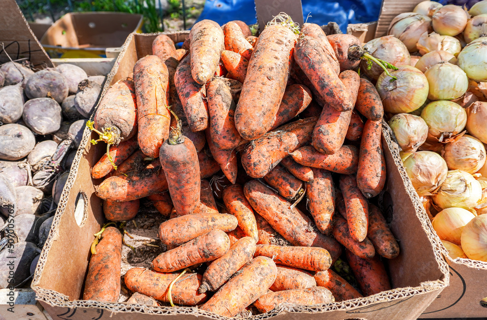 Organic carrots ready for sale at the farmer market Organic carrots ready for sale at the farmer market