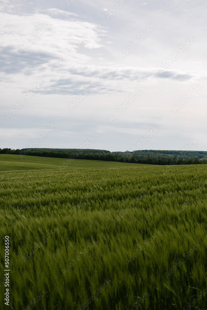 Green field of young wheat in cloudy weather. Ukraine nature.