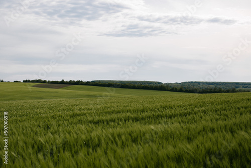 Green field of young wheat in cloudy weather. Ukraine nature.