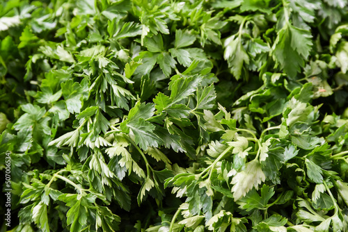 Wallpaper Mural Parsley leaves next to the bed in a vegetable market for sale. Selective focus. Torontodigital.ca