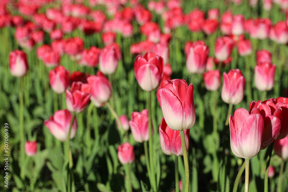 Red and pink tulip flowers, colorful spring background. Field of blooming tulips