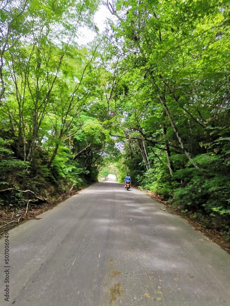 Fototapeta premium road in the forest